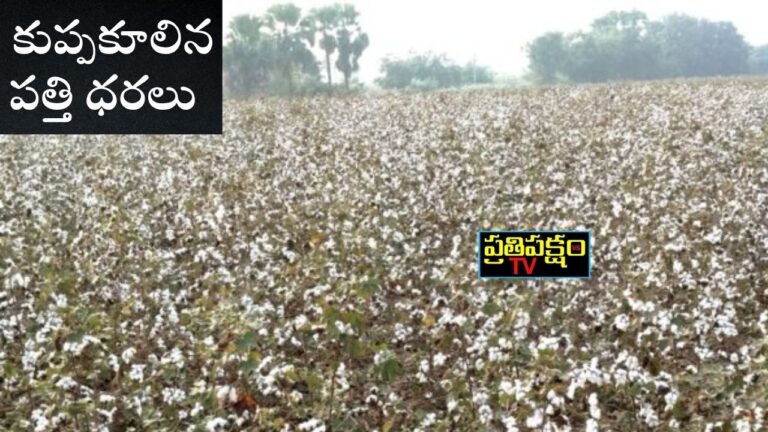 కుప్పకూలిన పత్తి ధరలు – రైతుల ఆందోళన | Cotton farmers in Telangana face crisis as market prices fall below MSP