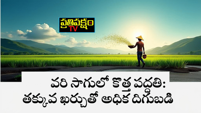 వరి పొలంలో రైతు వెదజల్లే పద్ధతిలో విత్తనాలు వేస్తున్న చిత్రం, వెనుక పచ్చని పొలాలు